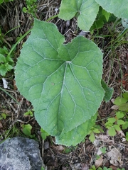 Petasites paradoxus