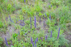 Nepeta multifida