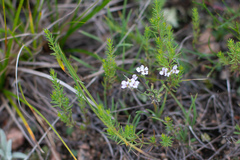 Stevenia incarnata