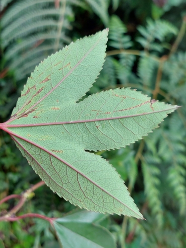 Image of Passiflora mixta by (c) Daniel Mesa, some rights reserved (CC BY)