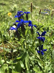 Gentiana bavarica bavarica