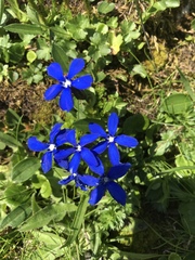 Gentiana bavarica bavarica