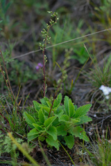 Nepeta multifida