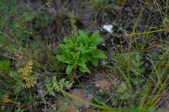 Nepeta multifida