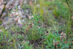 Thermopsis lanceolata