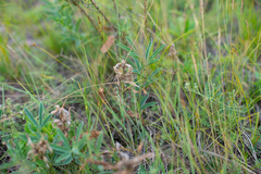 Thermopsis lanceolata