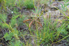Thermopsis lanceolata