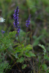 Nepeta multifida