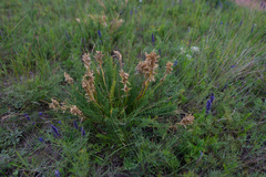 Oxytropis muricata