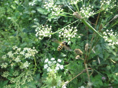 Epistrophe grossulariae