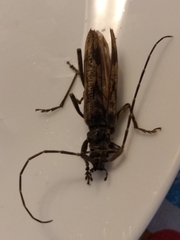 Elytrimitatrix undata