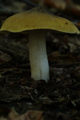 Tricholoma intermedium