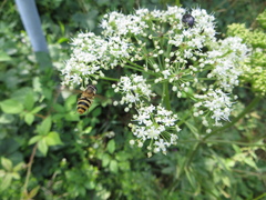 Epistrophe grossulariae