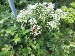 Epistrophe grossulariae