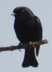 Melaenornis pammelaina ater