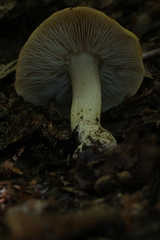 Tricholoma intermedium