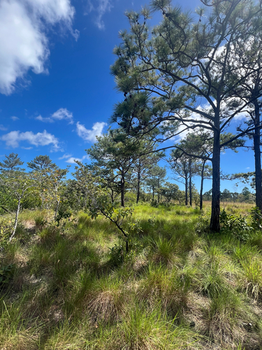 Pitch pine
