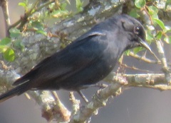Melaenornis pammelaina ater