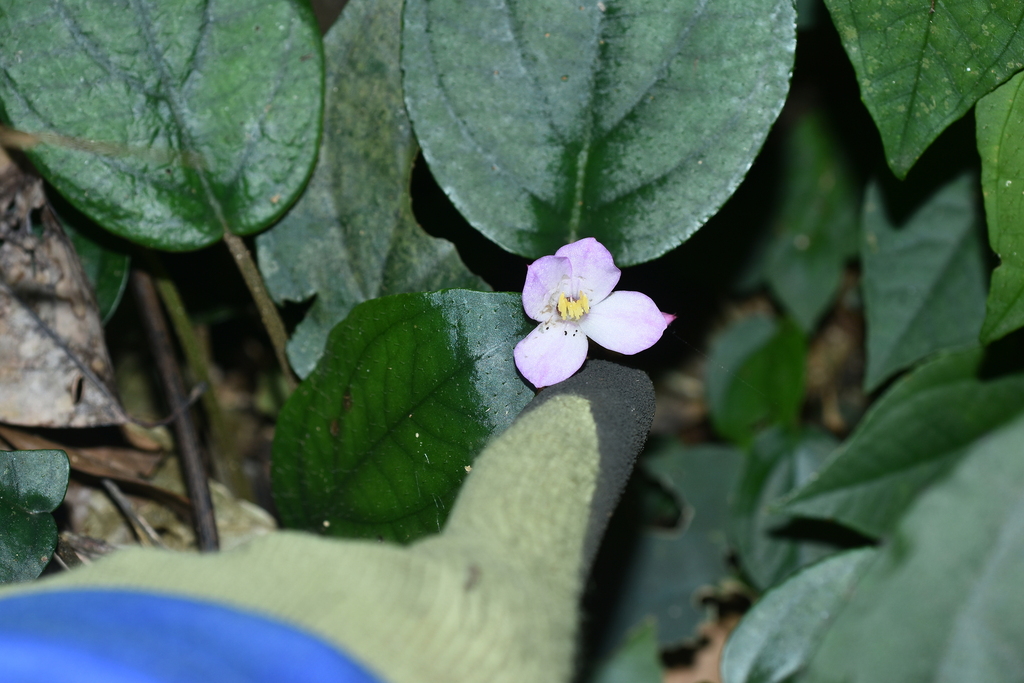 Aschistanthera