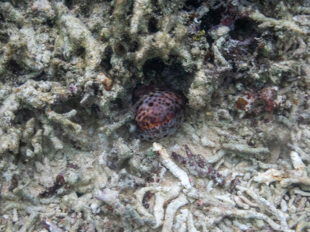 Tiger cowrie