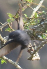 Melaenornis pammelaina ater