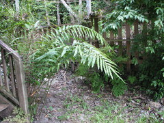 Pteris grandifolia