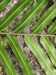 Pteris grandifolia