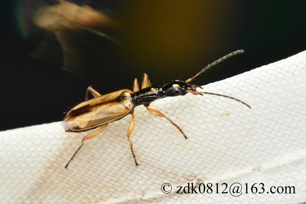 Odacantha puziloi