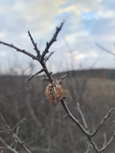 Transcaucasian Giant Mantis