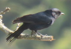 Melaenornis pammelaina ater