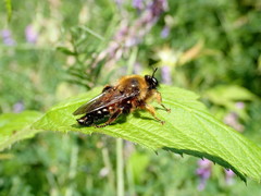 Laphria sacrator