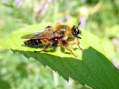 Laphria sacrator