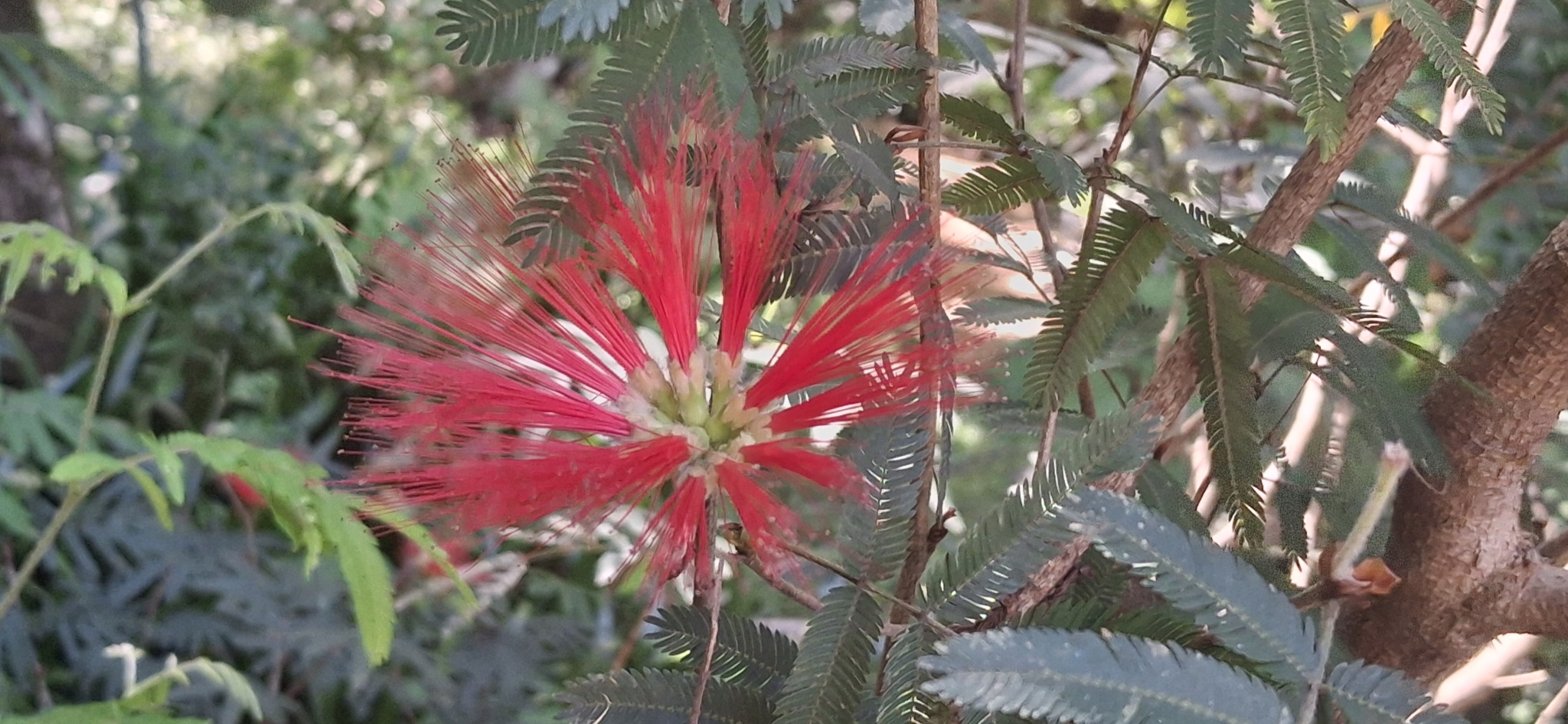 Calliandra tweediei