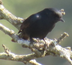 Melaenornis pammelaina ater