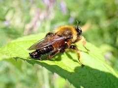 Laphria sacrator