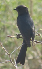 Melaenornis pammelaina ater