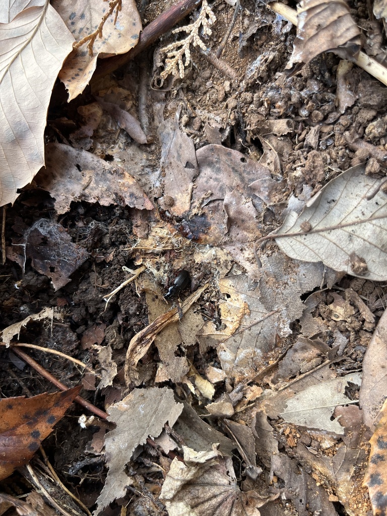 Lyrothorax