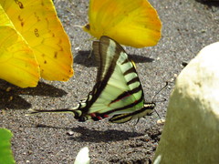Neographium agesilaus