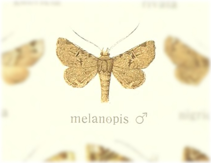 Eutelia melanopis