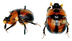 Bolbocerosoma tumefactum