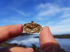 Cryptolithodes typicus