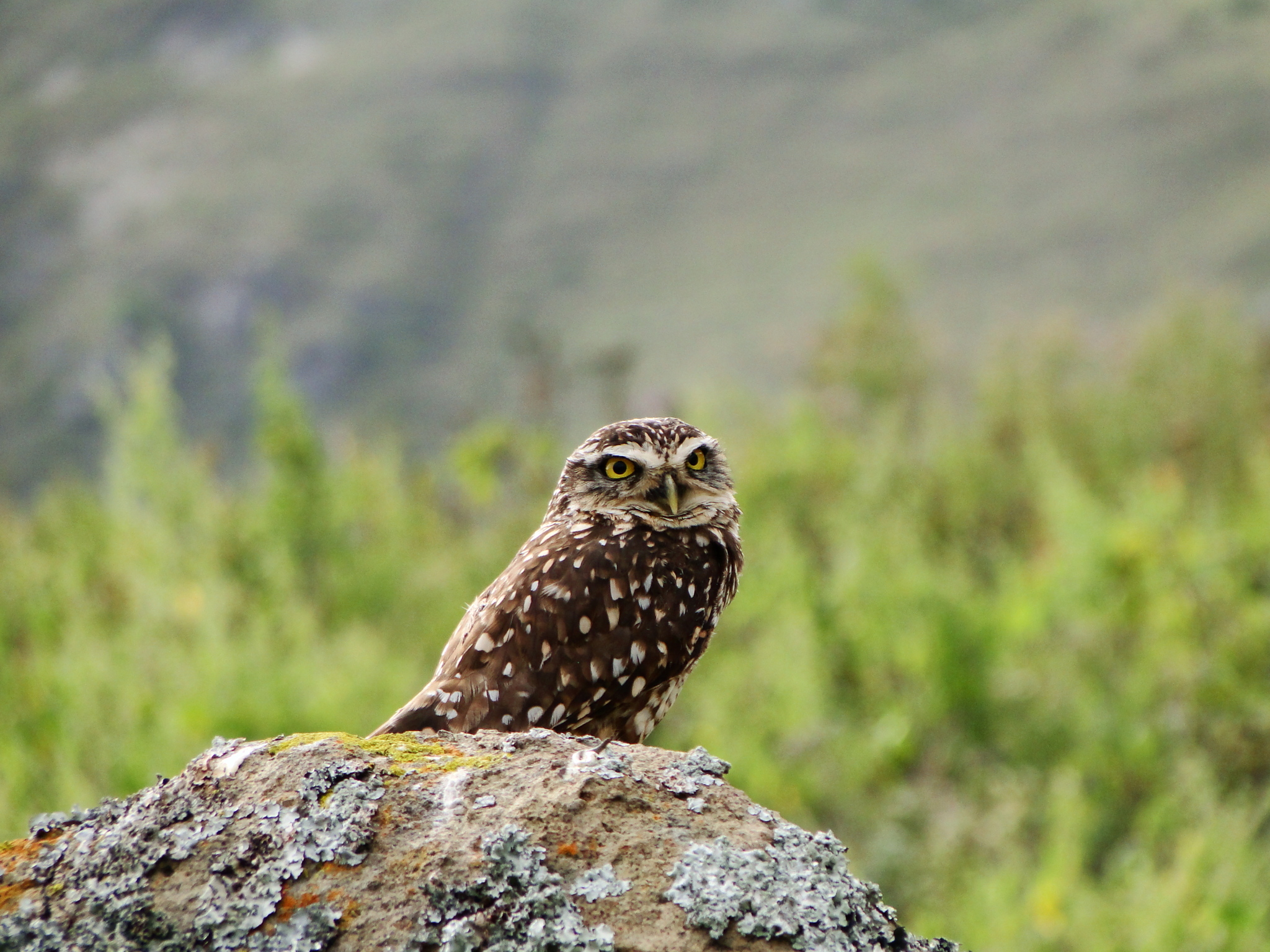 Athene cunicularia image