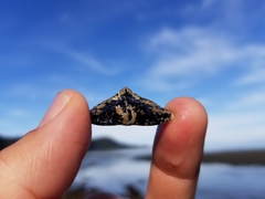 Cryptolithodes typicus