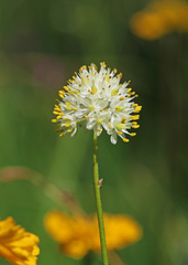 Triantha occidentalis occidentalis