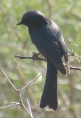 Melaenornis pammelaina ater