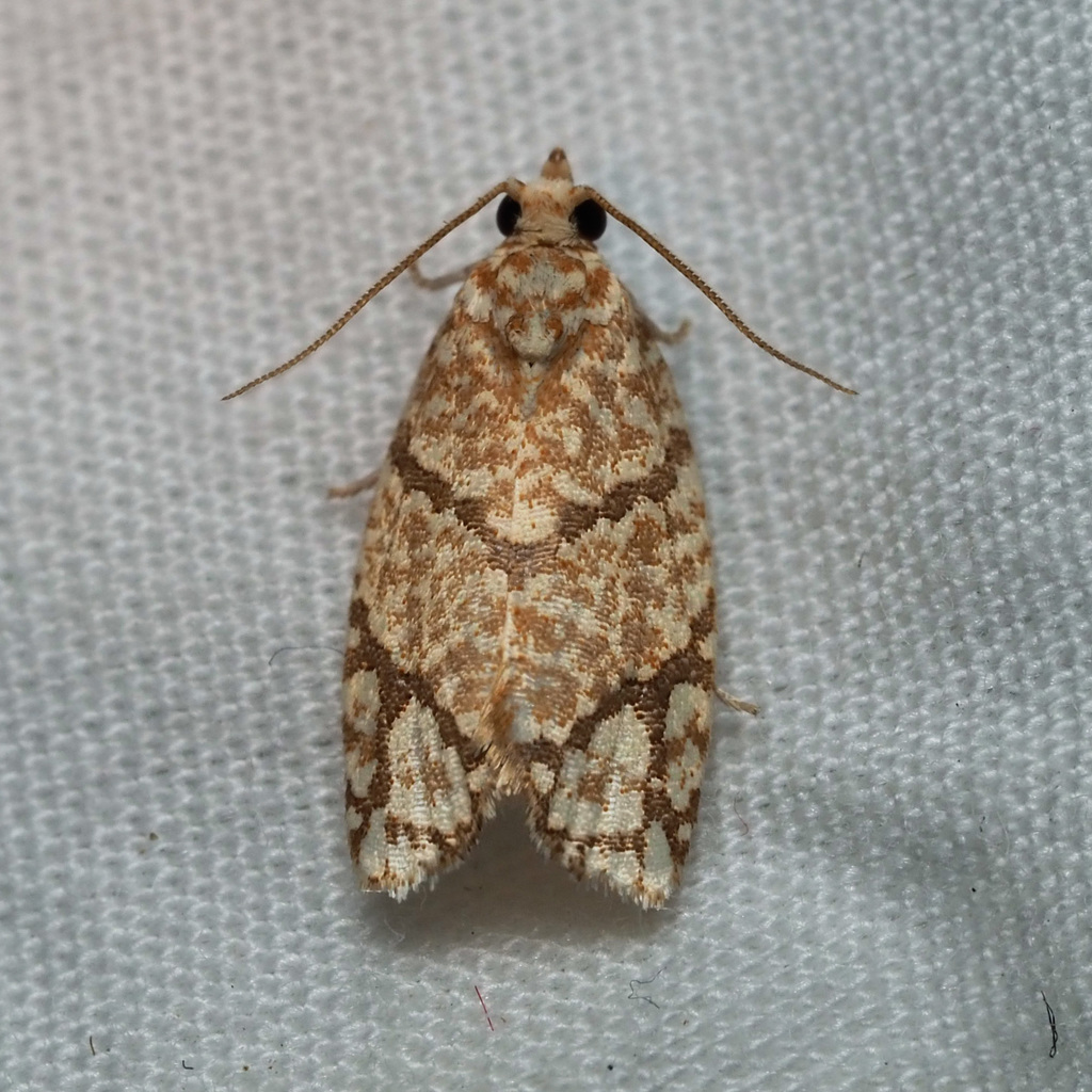 Yellow-winged Oak Leafroller Moth
