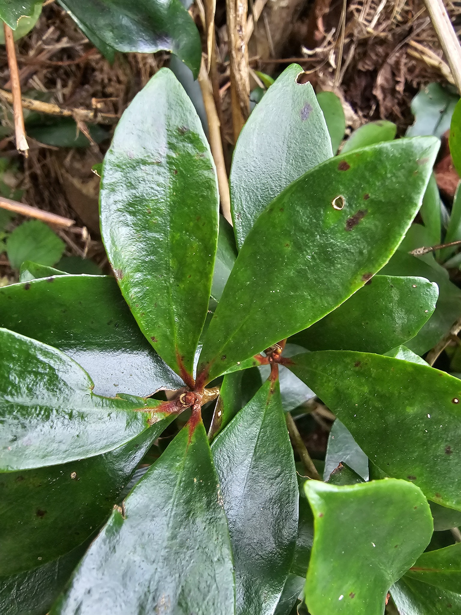 Imagem de Abricó-de-jardim