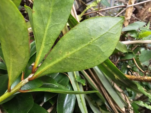 Foto de Abricó-de-jardim