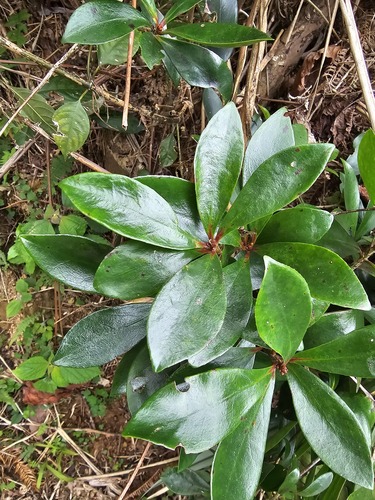 Foto de Abricó-de-jardim