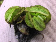 Salvinia minima
